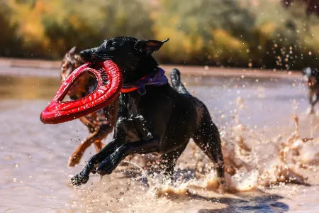 dog playing in the water