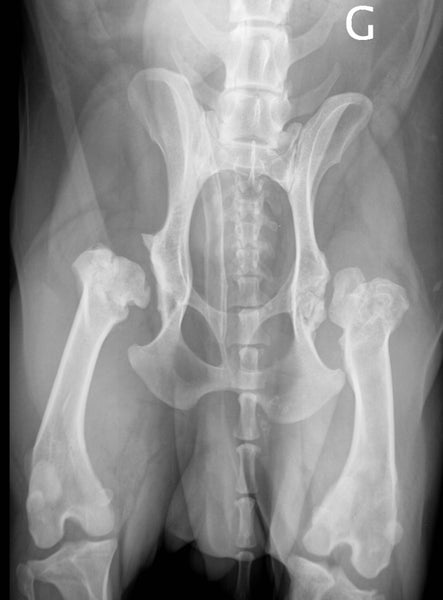 An x-ray shows an adult dog's hips malformed by osteoarthritis.  Note the mushroom-like appearance of these joints.