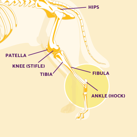 Treatments for Dog Hock Problems