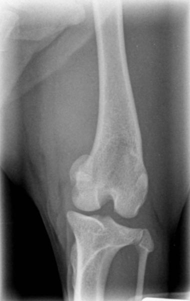 X-ray of a dog luxating patella