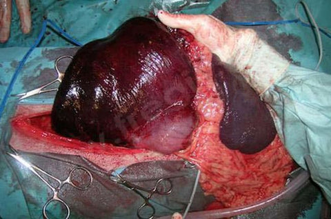 Picture 4 - Preventive gastric fixation (gastropexy) under laparoscopy is a minimally invasive technique. It prevents the risk of stomach dilatation-torsion during your dog's life. (Fregis)