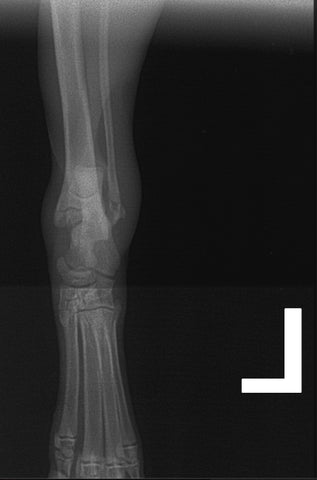 A Salter-Harris Type II fracture in a hind limb of an adult dog; showed on front and side view X-rays.