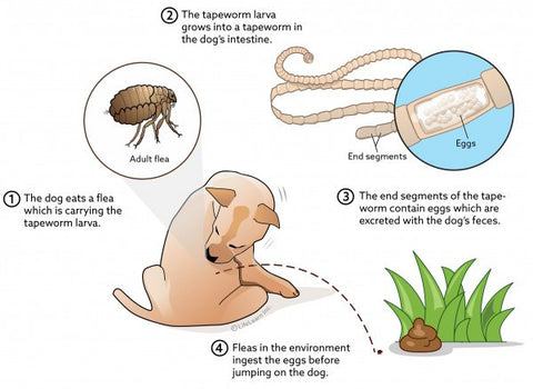 Tapeworms and fleas cycle diagram