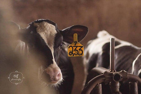 Cows at Valleyside Farm