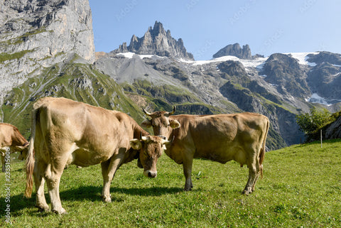 Brown Swiss Cow