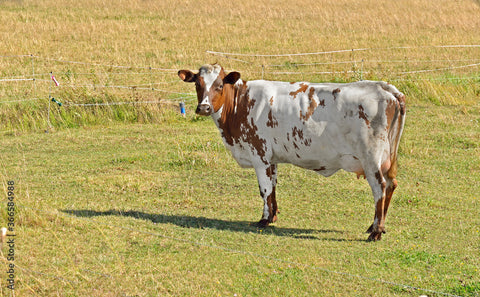 Ayrshires Cow