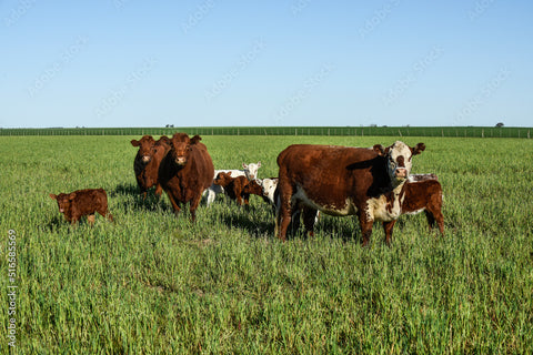 Milking Shorthorn Cows