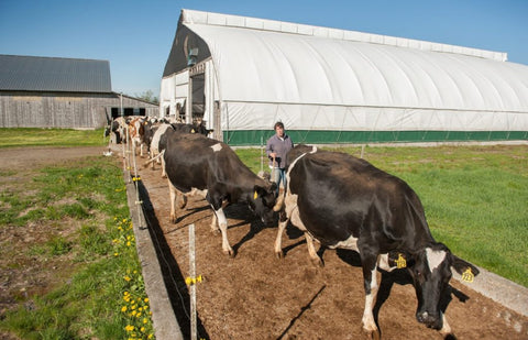 Cows at Corse Farm