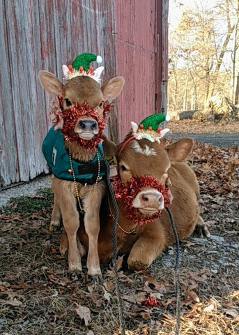Fort Hill Farm Cow "elves"