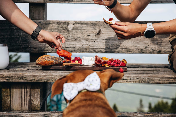 Picnic Cheese Board with Dog
