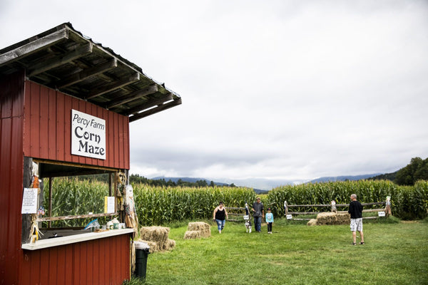 Percy Farm, corn maze in Stowe Vermont