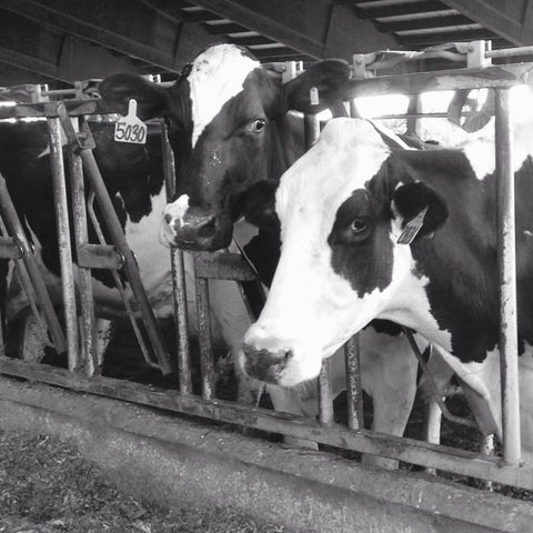 Reafield Farm cows