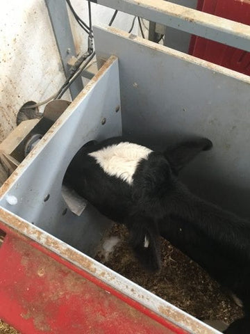 Calf feeder mechanism