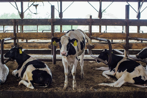 Baby cows