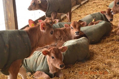 Dutch Hollow Farm Facebook Cows