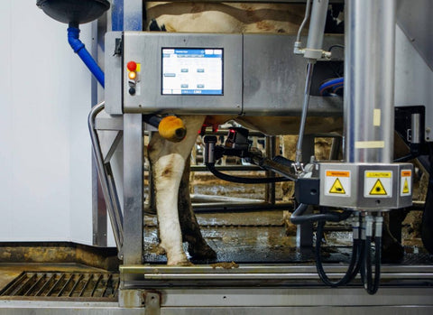 After the teat is cleaned with cleaning solution, a robotic arm attaches the milking machine