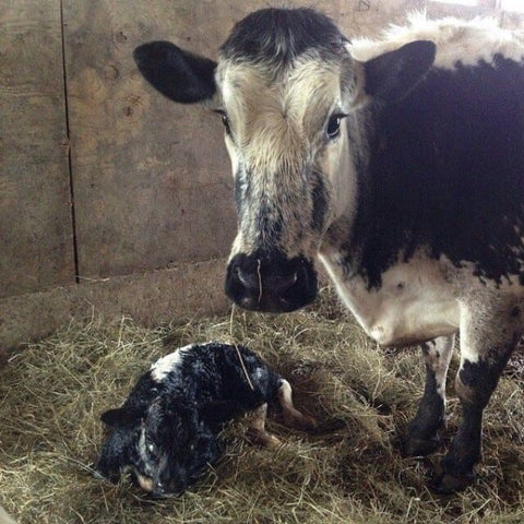 Breene Hollow Farm Facebook Cow