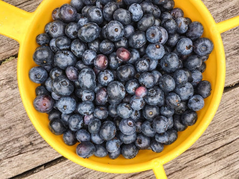 Blueberries for jam