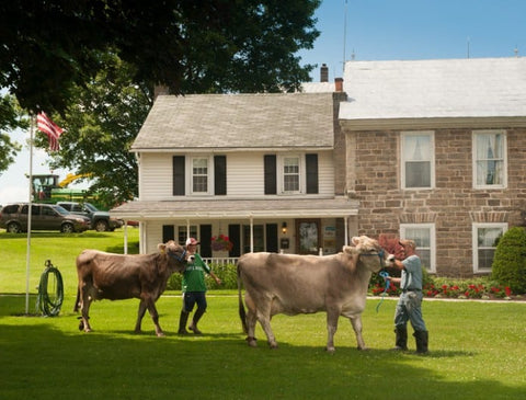 Mapleview Dairy