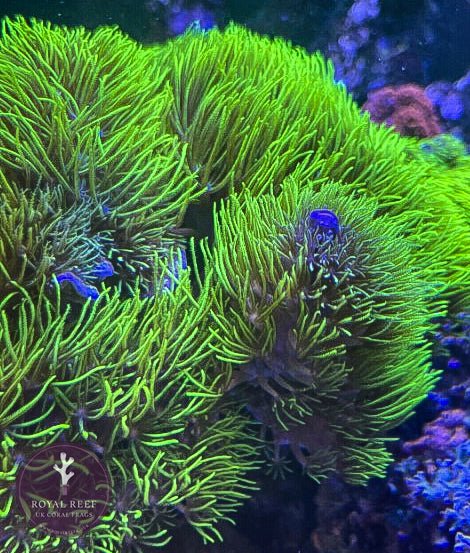 Ultra Green Star Polyp (GSP) – Royal Reef