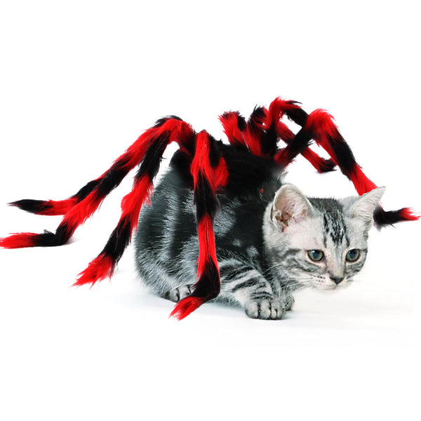 Spider Halloween Costume For Cat