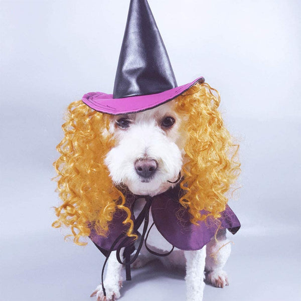 white dog wearing purple cloak witch dog costume