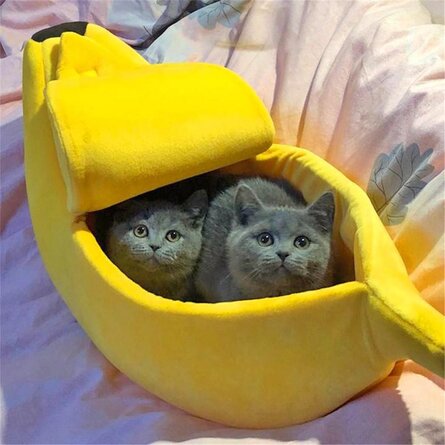 Two Cats In Yellow Cat Bed