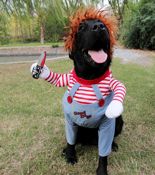 Black Dog In Chucky Dog Outfit