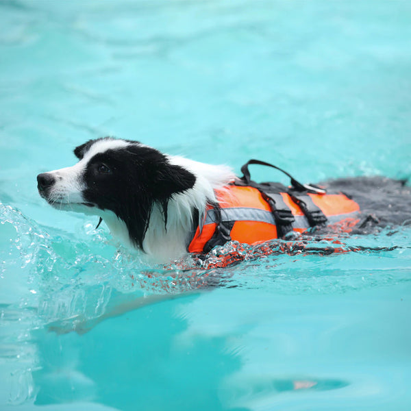 Dog In Reflective Dog Safety Jacket
