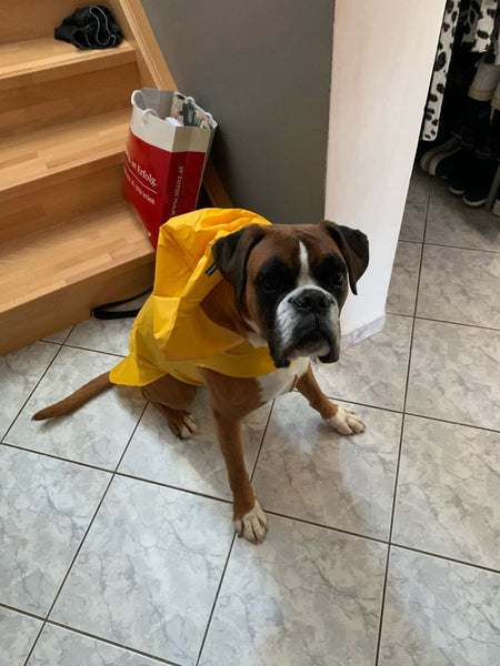 Yellow Dog Raincoat With Hood
