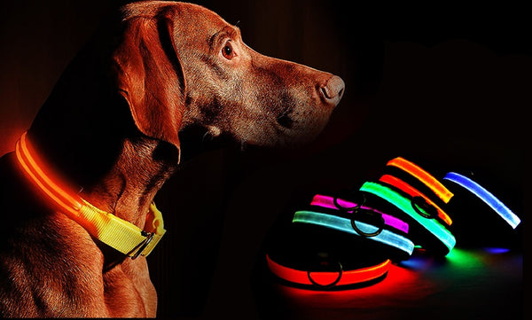 brown dog wearing orange waterproof led dog collar