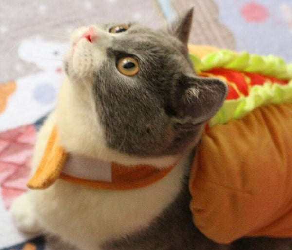 Cat In Hot Dog Costume