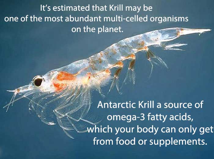 this is krill