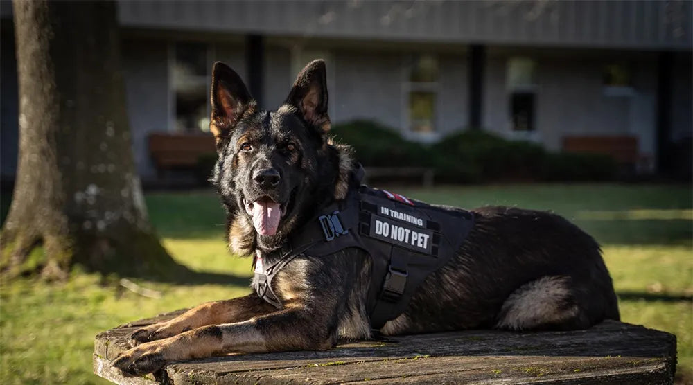 k9 Tactical Harness