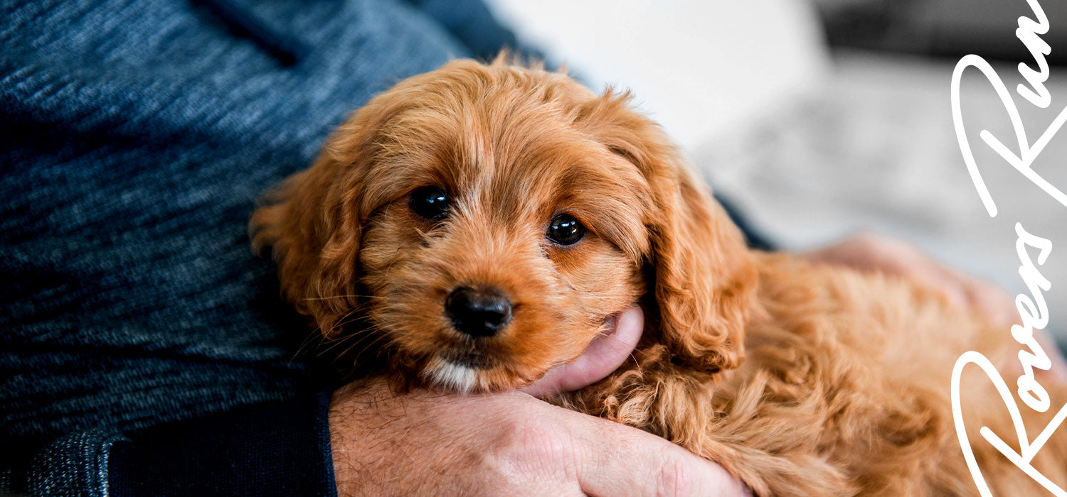 Rovers Run Puppies Taking Your Puppy Home Hero