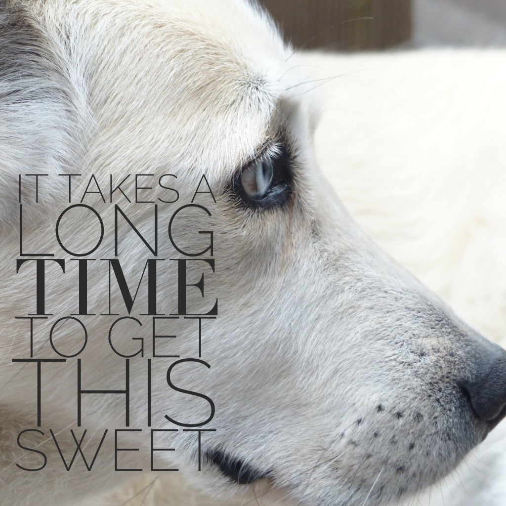 Tips for senior dogs