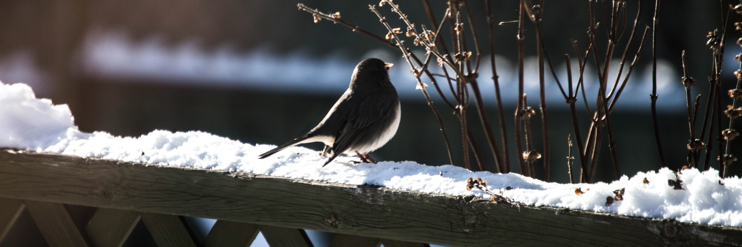 Vogel im Winter