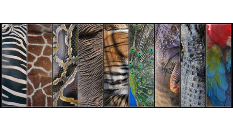 Animals skins