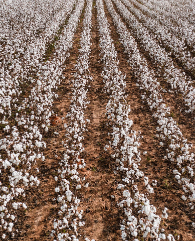 Coton Utilisation Eau