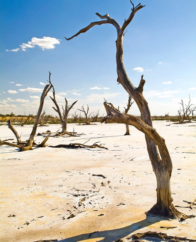 impact environnement planete