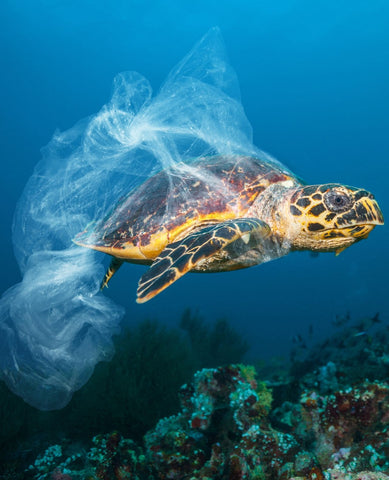 pollution plastique des océans