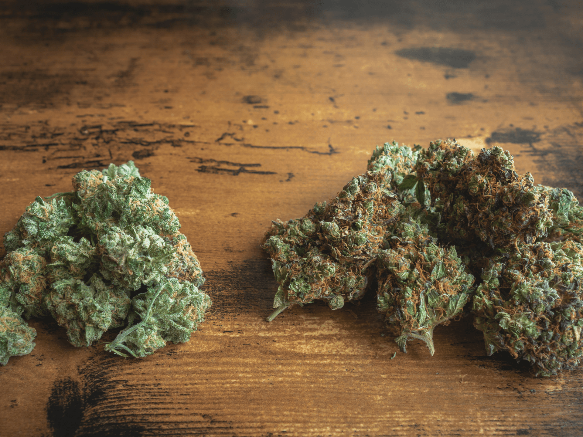 Cannabisblüten in der Schmerztherapie