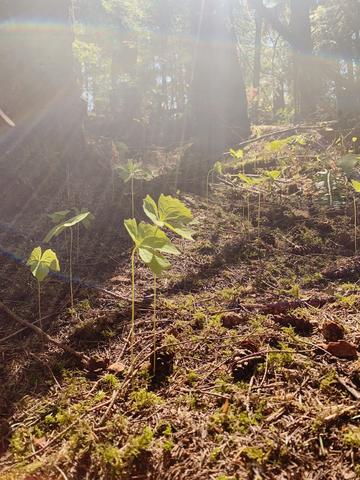 an Achlys grove in the woods