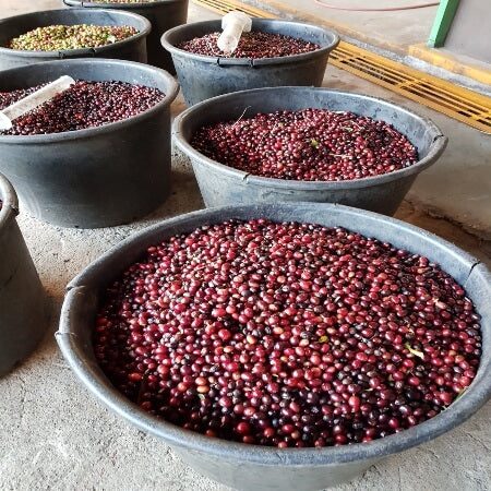 image of a bag of microlot coffee beans 