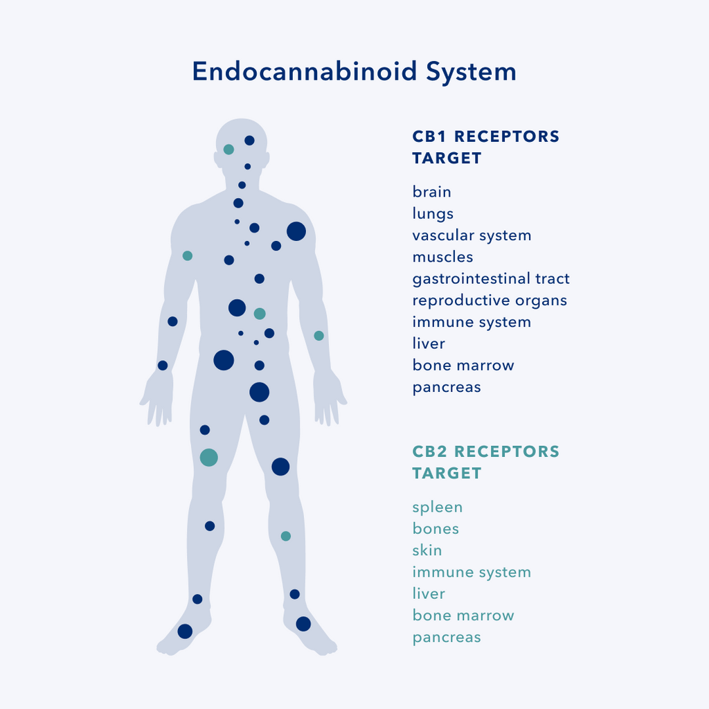 Endocannabinoid System Chart