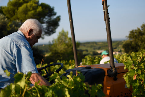 Weinlese bei der Winzergenossenschaft Rhônea