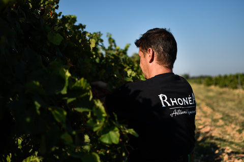 Rhonea Weingut bei der Weinlese