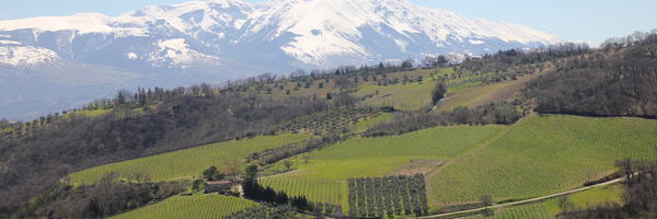 Torri Cantine und seine Weinberge