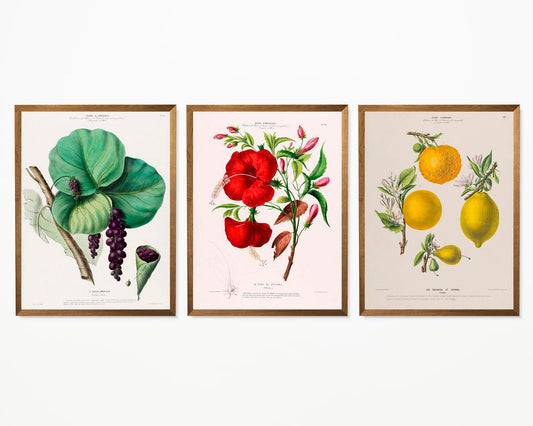 Vintage Kitchen Decor Illustrations Set of 3 Prints – Frill