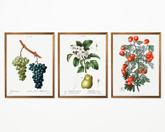 Vintage Kitchen Decor Illustrations Set of 3 Prints – Frill